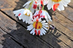 narcissistic abuse recovery